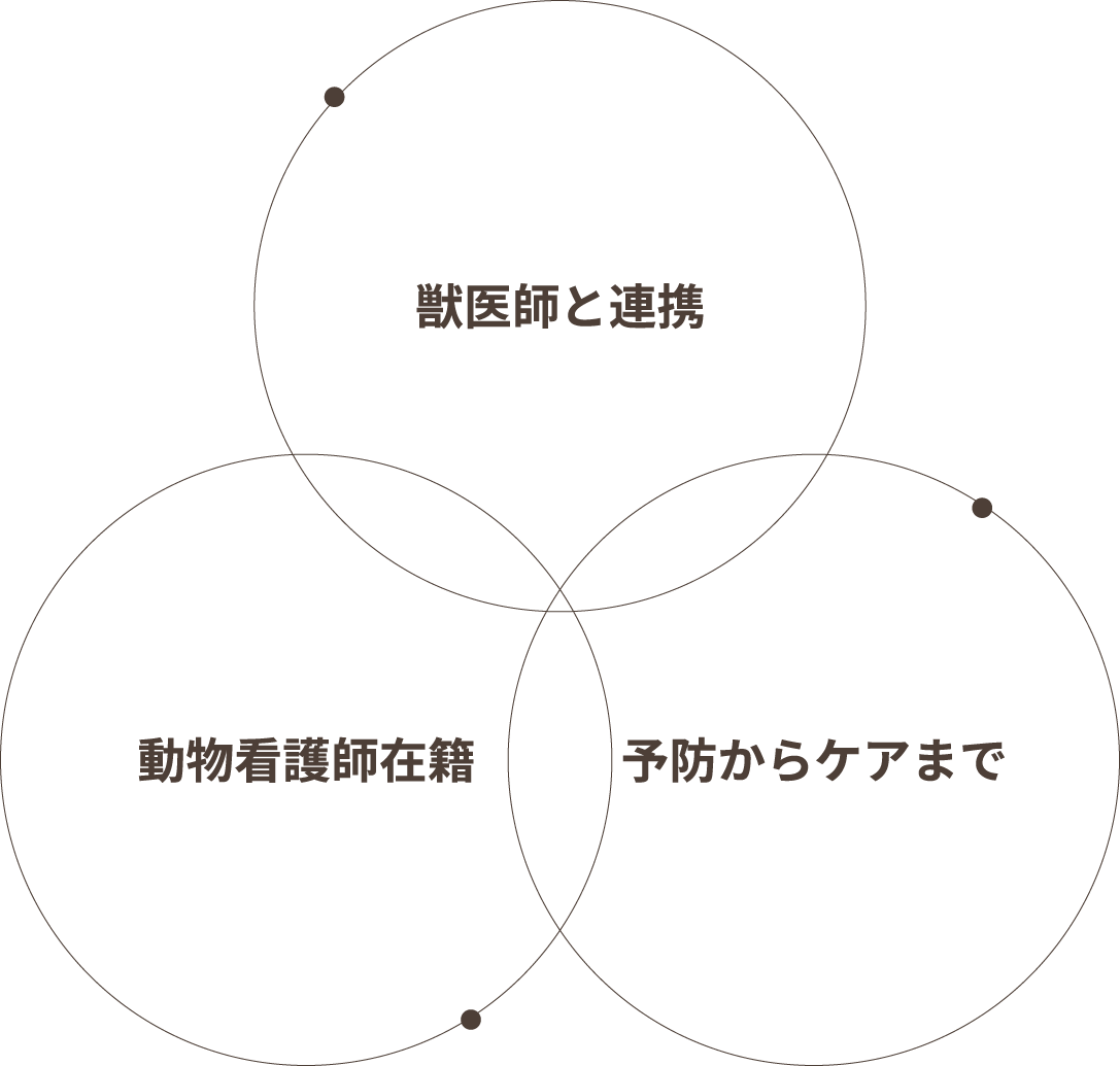 ロゼットプラス特徴図