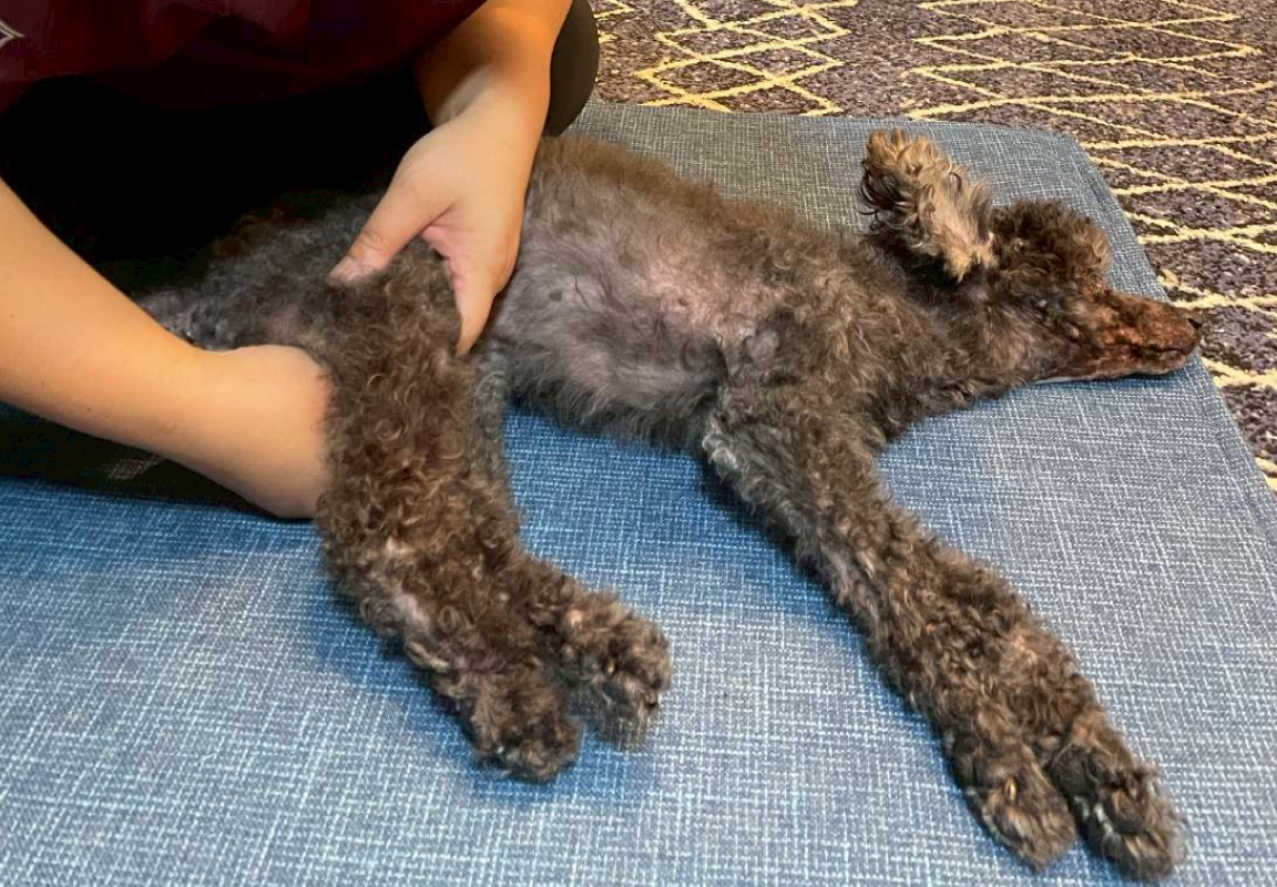 介護をするスタッフ